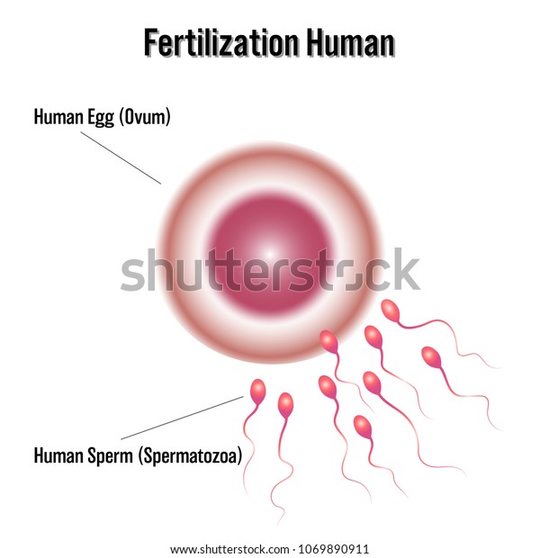 Fertilization Human Isolated On White Background Stock Vector (Royalty ...