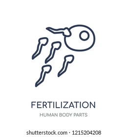 Fertilization icon. Fertilization linear symbol design from Human Body Parts collection.