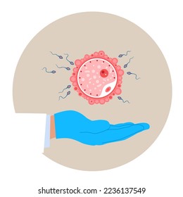 Fertilization infographics. For parenthood, pregnancy and fertility topics. Human reproduction and family planning. Flat modern vector illustration