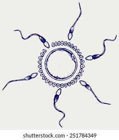 Fertilization labeled. Doodle style