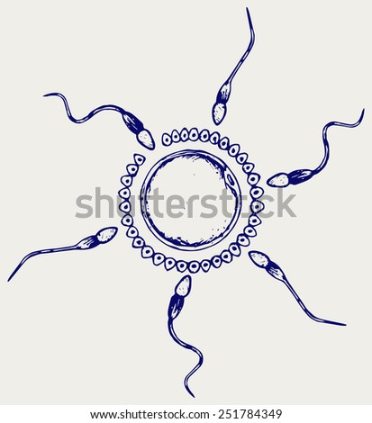 Fertilization labeled. Doodle style