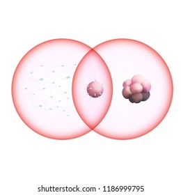 Fertilization, the origin of life, the sperm moving into the egg, a vector illustration of the reproduction.