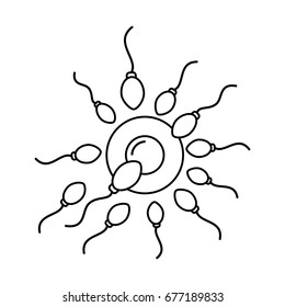 Fertilization of the ovum by the spermatozoon