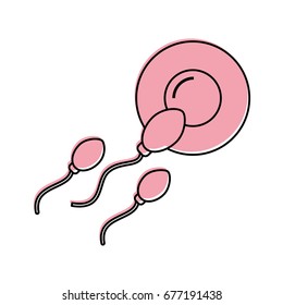 Fertilization of the ovum by the spermatozoon