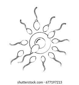Fertilization of the ovum by the spermatozoon
