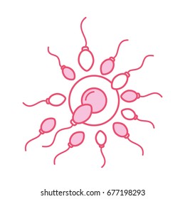 Fertilization of the ovum by the spermatozoon