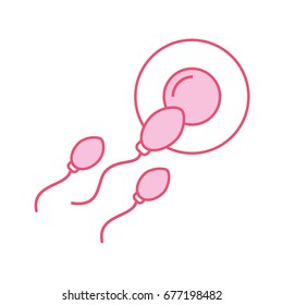 Fertilization of the ovum by the spermatozoon