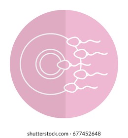 Fertilization of the ovum by the spermatozoon