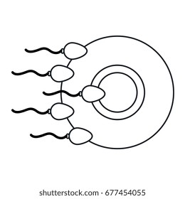 Fertilization of the ovum by the spermatozoon