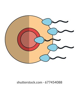 Fertilization of the ovum by the spermatozoon