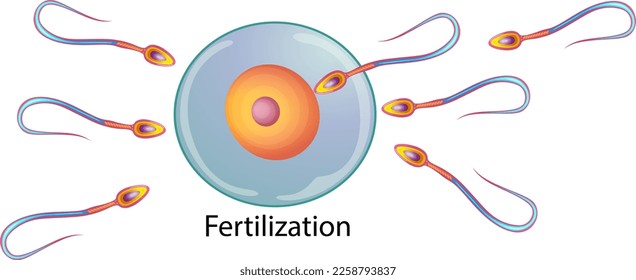 Fertilization of the ovum by the spermatozoon illustration