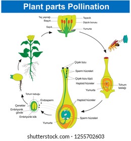 Fertilization in plants Plant parts Pollination, Biology Course helper shapes, human body, cell, joints and bones