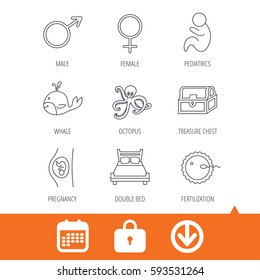 Fertilization, pregnancy and pediatrics icons. Baby child, whale and octopus linear signs. Treasure chest, double bed icons. Download arrow, locker and calendar web icons. Vector