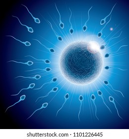 Fertilization Process Design Sperm Ovum Combination Stock Vector ...