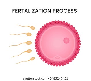 Proceso de fertilización de espermatozoides en óvulo