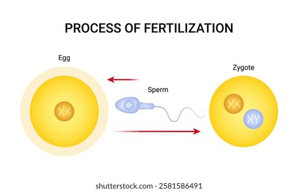 Fertilization process of sperm entering egg into zygote