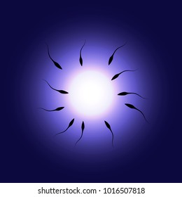Fertilization. Spermatozoons tend to fertilize.
