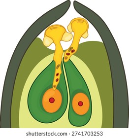 Fertilization in spruce. Pollen tube growth in gymnosperms