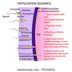 Fertilization is the union of an ovum and a spermatozoon. When a sperm contacts the surface of an egg, it initiates metabolic reactions within the egg that trigger the onset of embryonic development.