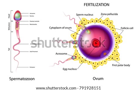Fertilization is the union of an ovum and a spermatozoon. When a sperm contacts the surface of an egg, it initiates metabolic reactions within the egg that trigger the onset of embryonic development.