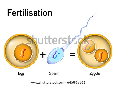 Sperm egg fertilization rare Sperm egg fertilization curious