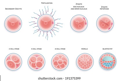 Fertilized cell development. Stages from fertilization till morula cell.