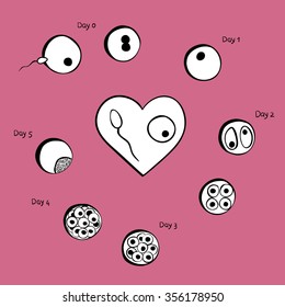 Fertilized cell development. Stages  fertilization