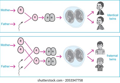 fertilized illustration of identical and fraternal twins