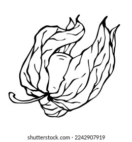 Fesalis berry line sketch.Vector graphics.