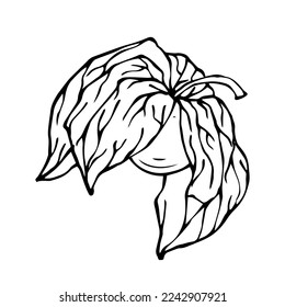 Fesalis berry line sketch.Vector graphics.