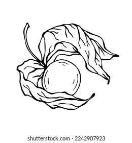 Fesalis berry line sketch.Vector graphics.