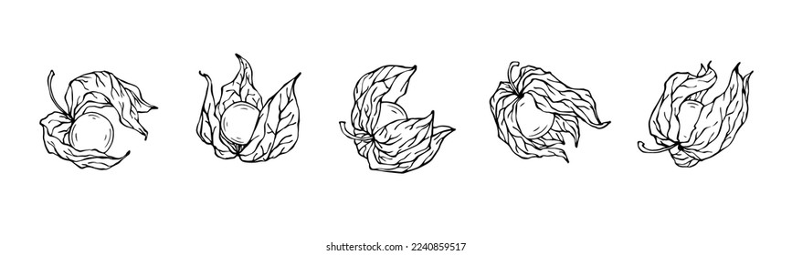 Esbozo de línea de bayas de frutas Fesalis.Gráficos vectoriales.