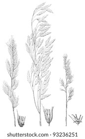 Fescue grass collection / vintage illustration from Meyers Konversations-Lexikon 1897