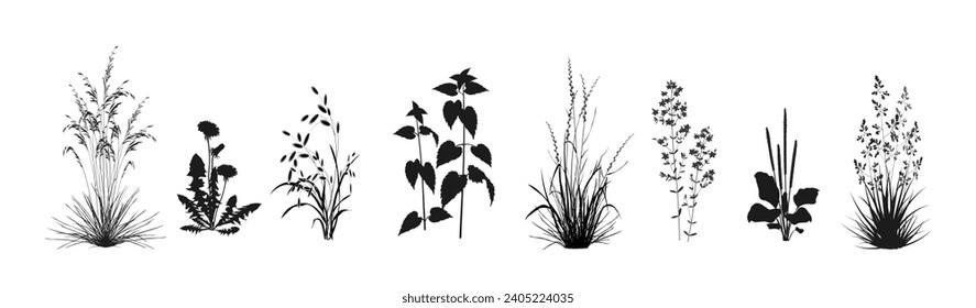 Fesselgras, Löwenzahn, Trifolium-Arvense, Nessel, Rryegrass, Johanniskraut, Planane, Bluegras einzeln auf weißem Hintergrund. Feldpflanzen (Wiese, Weide) Vektorsilhouettenzeichnungen.