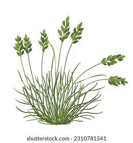 Fescue grass isolated on white background.  Wild steppe cereal with narrow leaves. Simple vector illustration.