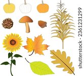 Festive autumn vector collection, graphic elements, pumpkins, pinecone, acorn, mushroom, sunflower, maple, oak, beech tree leaves, cornstalk.
