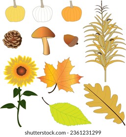 Festive autumn vector collection, graphic elements, pumpkins, pinecone, acorn, mushroom, sunflower, maple, oak, beech tree leaves, cornstalk.