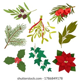 Festive seasonal holiday plants for Christmas with poinsettia, holly, pine, mistletoe and berries on white, colored vector illustration