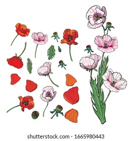 A festive set of hand- drawn monochrome and colored isolated poppy leaves and flowers on a white background, a bouquet of poppy flowers and floral doodles.