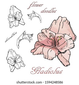 Festive set of monochrome and color  vector isolated gladiolus flowers on a white background, floral doodles.