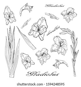 Festive set of monochrome vector isolated gladiolus flowers on a white background, floral doodles.