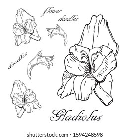 Festive set of monochrome vector isolated gladiolus flowers on a white background, floral doodles.