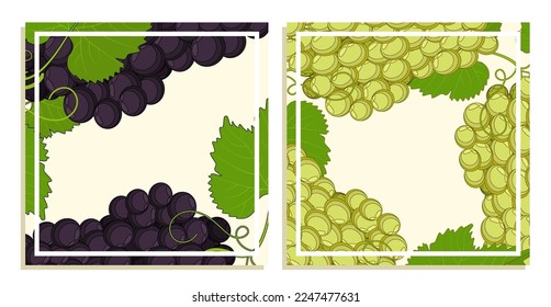 Festive square cards with bunch of grapes with leaves and tendrils. Square templates for designing menus for restaurants and cafes. Cartoon vector isolated on white background