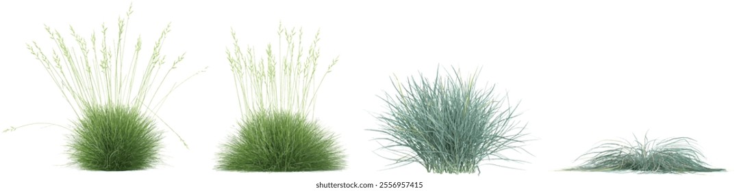 Festuca grass isolated on white background