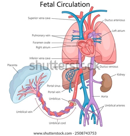 fetal circulation system, blood flow from the placenta through the umbilical cord to heart and other organs diagram hand drawn schematic vector illustration. Medical science educational illustration