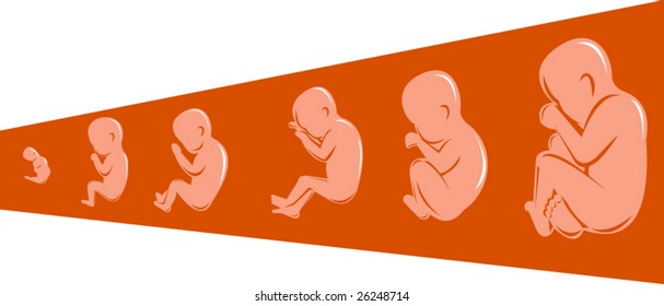 Fetal development
