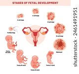 Fetal Development Of An Embyrio