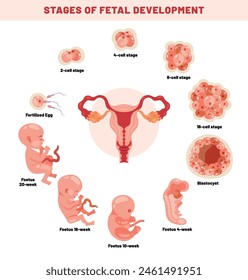 Desarrollo Fetal De Un Embrio