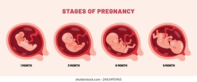Desarrollo Fetal De Un Embrio