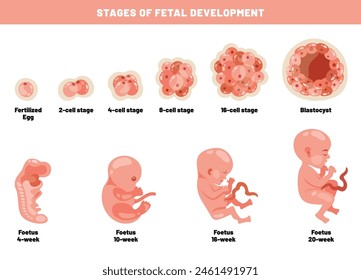 Desarrollo Fetal De Un Embrio